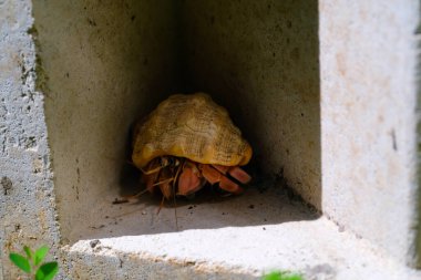 Dalgalı beyaz kabuklu kızıl derili keşiş yengeci saklanıyor. Keşiş yengeci sıcak güneşten korunuyor. Grafik Kaynaklar. Hayvan teması. Hayvan Kapanışı. Makro Fotoğraf