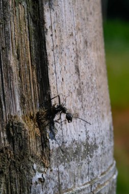 Siyah karıncalar eski bambulara yuva yapar. Bambudaki boşluklardan siyahlar çıkıyordu. Grafik Kaynaklar. Hayvan teması. Hayvan kapanışı. Makrofotoğrafçılık