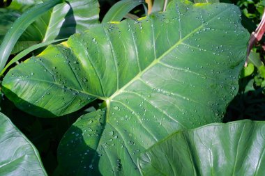 Taro yaprakları ve çiy tanelerinin desenli arka planı. Yeşil taro yapraklarına çiğ damlalarının Macro fotoğrafı. Grafik Kaynaklar. Bitki teması. Fabrikalar kapanır. Makrofotoğrafçılık