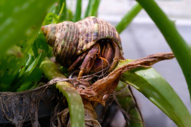 Beyaz kabuklu keşiş yengeci beyaz bir kayanın üzerinde sürünüyor. Münzevi saksıdaki bir bitkiyi keşfediyor. Grafik Kaynaklar. Hayvan teması. Hayvan Kapanışı. 