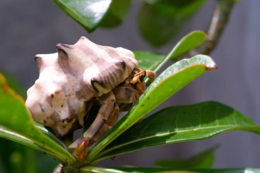 Süslü bitkilerin arasına sıkışmış beyaz kabuklu keşiş yengeci. Münzevi saksıdaki bir bitkiyi keşfediyor. Grafik Kaynaklar. Hayvan teması. Hayvan kapanışı. Makrofotoğrafçılık