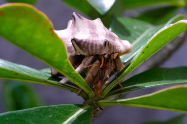 Süslü bitkilerin arasına sıkışmış beyaz kabuklu keşiş yengeci. Münzevi saksıdaki bir bitkiyi keşfediyor. Grafik Kaynaklar. Hayvan teması. Hayvan kapanışı. Makrofotoğrafçılık