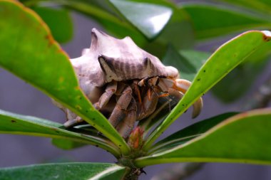 Süslü bitkilerin arasına sıkışmış beyaz kabuklu keşiş yengeci. Münzevi saksıdaki bir bitkiyi keşfediyor. Grafik Kaynaklar. Hayvan teması. Hayvan kapanışı. Makrofotoğrafçılık