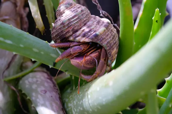 stock image White-shelled hermit crab crawling on a white rock. Hermit is exploring a plant in a pot. Graphic Resources. Animal Themes. Animal Closeup. 