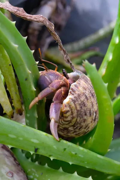 stock image White-shelled hermit crab crawling on a white rock. Hermit is exploring a plant in a pot. Graphic Resources. Animal Themes. Animal Closeup. 