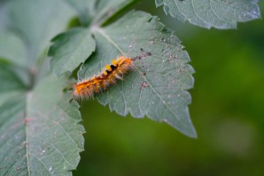 Turuncu Tırtıl 'ın vahşi bitkiler üzerindeki fotoğrafı. Vahşi doğadaki tırtılın Macro iğnesi. Grafik Kaynaklar. Hayvan teması. Hayvan kapanışı. Doğa Fotoğrafçılığı Konsepti. Makrofotoğrafçılık