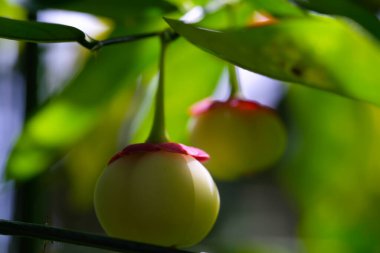 Fotoğraf: Sauropus androgynus veya Star bektaşi üzümü. Tatlı yapraklı çalı yıldızı bektaşi üzümü meyvesi. Grafik Kaynaklar. Bitki Temaları. Meyve ve sebzeler. Doğa Fotoğrafçılığı Konsepti.