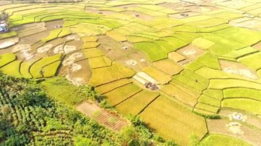Pirinç tarlalarının sonsuz pirinç tarlalarının hava sineması videosu. Bandung bölgesindeki yeşil pirinç tarlalarının manzarası, Endonezya. Tarım endüstrisi. Panoramik Peyzaj. 4k Görüntüleme Çözünürlüğü 30 FPS