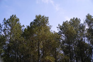 Çam ağacı sıralarının fotoğrafları. Tropikal ormanlardaki doğal manzaranın panoramik manzarası. Grafik Kaynaklar. Arka plan fotoğrafçılığı. Peyzaj Fotoğrafçılığı