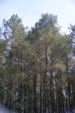 Çam ağacı sıralarının fotoğrafları. Tropikal ormanlardaki doğal manzaranın panoramik manzarası. Grafik Kaynaklar. Arka plan fotoğrafçılığı. Peyzaj Fotoğrafçılığı