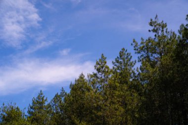 Çam ağacı sıralarının fotoğrafları. Tropikal ormanlardaki doğal manzaranın panoramik manzarası. Grafik Kaynaklar. Arka plan fotoğrafçılığı. Peyzaj Fotoğrafçılığı