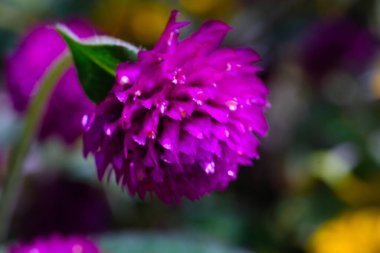 Violet Labiate Mentha Aquatica Çiçekleri 'nin fotoğrafı. Bahçedeki güzel çiçeklerin makro çekimi. Grafik Kaynaklar. Makrofotoğrafçılık. Çiçek yakın plan. Doğa fotoğrafçılığı kavramı