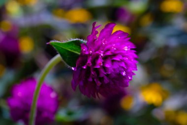 Violet Labiate Mentha Aquatica Çiçekleri 'nin fotoğrafı. Bahçedeki güzel çiçeklerin makro çekimi. Grafik Kaynaklar. Makrofotoğrafçılık. Çiçek yakın plan. Doğa fotoğrafçılığı kavramı