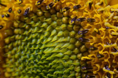 Ayçiçeği taç yaprağı dokusunun fotoğrafı. Bahçedeki güzel çiçeklerin makro çekimi. Grafik Kaynaklar. Makro Fotoğrafçılık. Çiçek yakın plan. Doğa fotoğrafçılığı kavramı