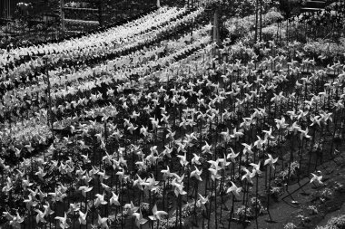Parkı dolduran binlerce fırıldak fotoğrafının siyah ve beyaz hali. Lunaparktaki doğal manzaranın tek renkli hali. Grafik Kaynaklar. Tek renkli arka plan fotoğrafçılığı. Işık Gölgesi Fotoğrafçılığı 