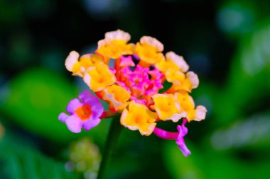 Lantana Camara 'nın çiçek tohumları. Bahçedeki güzel çiçeklerin makro çekimi. Grafik Kaynaklar. Makro Fotoğrafçılık. Çiçek yakın plan. Doğa fotoğrafçılığı kavramı