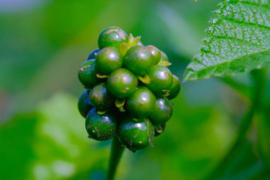 Yuvarlak yeşil Lantana Camara çiçek tohumlarının fotoğrafı. Bahçedeki güzel çiçeklerin makro çekimi. Grafik Kaynaklar. Makro Fotoğrafçılık. Çiçek yakın plan. Doğa fotoğrafçılığı kavramı