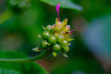 Lantana Camara 'nın çiçek tohumlarını yakından çek. Bahçedeki güzel çiçeklerin makro çekimi. Grafik Kaynaklar. Makro Fotoğrafçılık. Çiçek yakın plan. Doğa fotoğrafçılığı kavramı