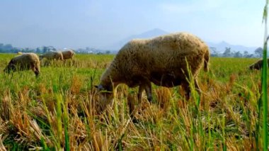 Kuru pirinç tarlasında pirinç hasadından arta kalanları yiyen bir grup keçinin doğa videosu. Evcil keçiler tarlaya saçıldı. Grafik Kaynaklar. Hayvan Görüntüleri. Bitkiler yakın plan. Video 4k