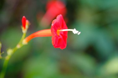 Ipomoea Coccinea tipi kırmızı çiçeğin makrofotorafisi. Vahşi doğadaki güzel ve egzotik bitkilerin dokulu detayları. Grafik Kaynaklar. Botanik Fotoğrafçılık. Bitkiler yakın plan. Doğa Fotoğrafçılığı