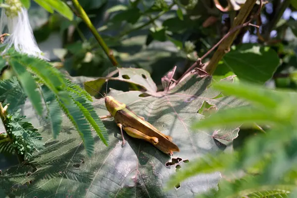 stock image Nature Photography of Giant leafhopper or Phyllium fulchrifolium perched on a teak leaf. Macro shot of beautiful and exotic animals in the wild. Graphic Resources. Macro Photography. Animal Close-up. 