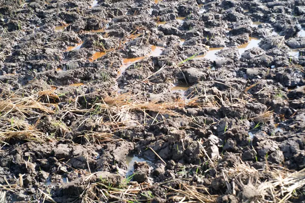 Stock image Textured Background of wet soil plowed. Rice field in planting season. Agriculture Business. Agriculture industry. Wallpaper Backgrounds. Detail of soil texture.