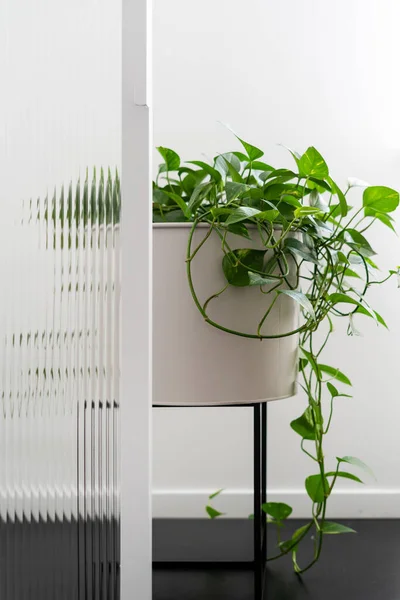 Open Schuifdeur Weelderige Plant Met Groene Bladeren Witte Pot Zwart — Stockfoto