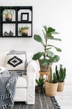 Beyaz koltukta yumuşak gri ekoseli ve dekoratif yastıklı bohem oturma odası, saksı incirine yakın ve hasır sepetlerde kaktüs. Ev bitkileri, resim çerçevesi ve ev dekorasyonu.