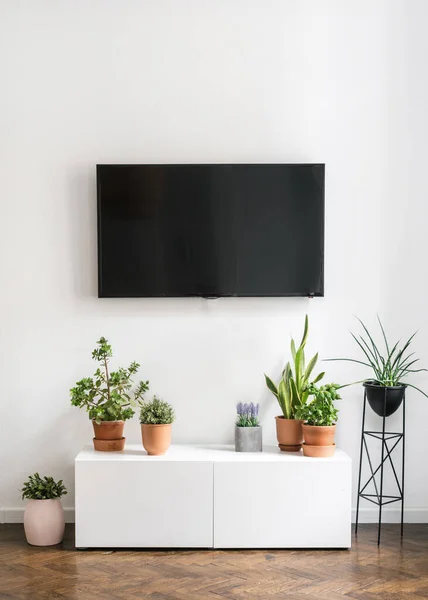 houseplants in ceramic pots on white sideboard and black tv screen hanging on wall in stylish room in apartment with modern interior, home decoration