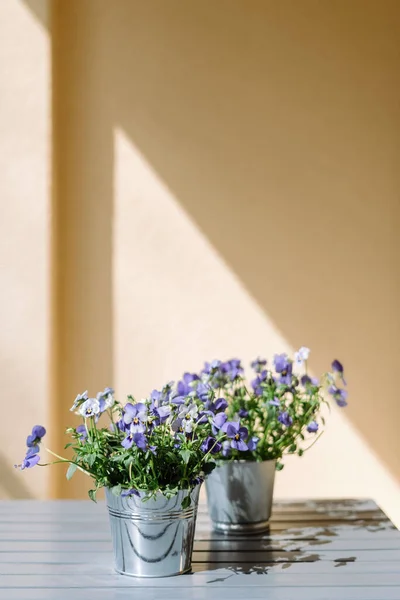 Вертикальный Вид Голубой Фиолетовый Голубой Цветок Стоящий Деревянном Столе Растущий — стоковое фото