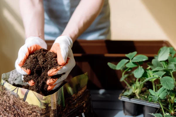 Woman Hold Soil Mineral Fertilizers Her Hands Transplanting Strawberries Seedlings — Stock Photo, Image
