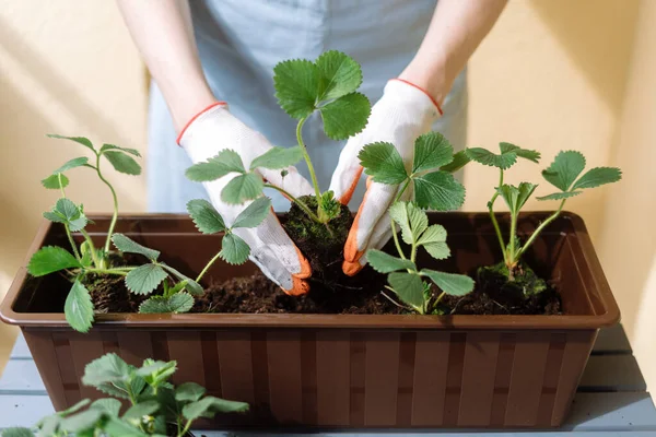 Close View Woman Garden Gloves Put Strawberries Seedling Container Soil — Stock Photo, Image