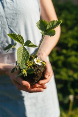 Önlüklü kadın bahçıvanın elinde çilek tohumu tutarken dikey görüntüsü, yakın görüş. Evde bahçıvanlık, organik tarım ve ev yapımı gıdalar.