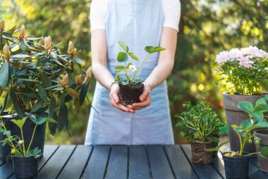 Elinde çilek tohumu tutan kadın bahçıvan. Dışarıya yabanmersini eken bir kadın. Organik tarım, bahçıvanlık ve ev yapımı gıda kavramları