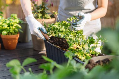 Pelargonium 'a odaklan. Elinde gübre, maden toprağı ve bitkilerle çalışan bir kürek tutan bahçıvan. Geniş plastik kabın içindeki kadın nakli çiçeği ya da daha iyi büyümek için kutu, kırpılmış manzara