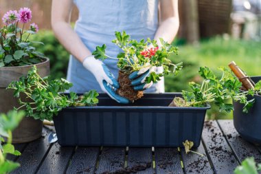 Bahçıvan kadının kırpılmış görüntüsü, çiçek açan pelargonyumu küçük kutusundan geniş bir tencereye taşıdı. Canlı bahçede çalışan bir kadın, açık havada durup botanik bahçesini çiçeklerle süslüyor.