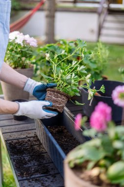 Kadın bahçıvanın dikey çekimi bir pelargonyum nakletti kutudan güçlü sağlıklı kökler ile yeni bir kap ya da çömleğe. Bahçede çiçeklerle çalışan bir kadın masanın yanında duruyor.