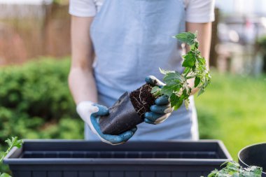 Mavi önlüklü, tanınmayan bir çiftçi kadın, elinde domates fidelerini kabın üzerinde, kısa kesilmiş halde duruyor. Bitkilerin yetiştirilmesi ve bakımı kavramları