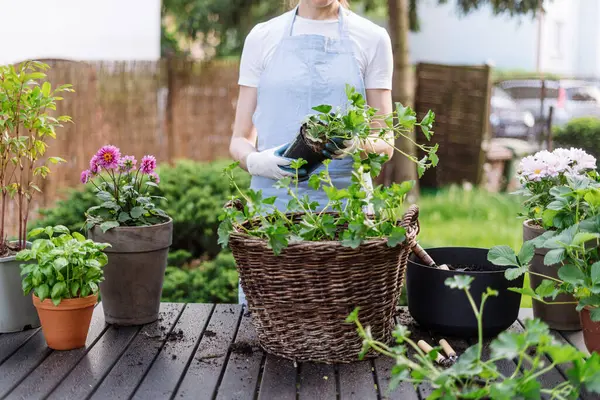 Mavi önlüklü ve eldivenli yetenekli bahçıvan pelargonyum bitkisini hasır bir sepete koyup dikkatlice eski kutusundan bahçedeki yeni bir noktaya taşıdı. Çiçeklerle çalışan kadın