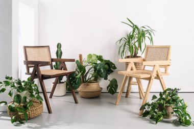 Ahşap sandalyeler, minimalist ortamda çeşitli kapalı alan bitkilerinin yanına yerleştirilmiştir. Arka planda beyaz duvarın karşısında bambu koltuklu ve çiçekli oturma odası. Boho tarzında eski mobilyalar.