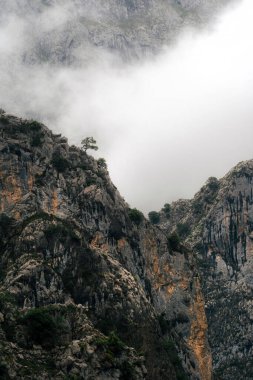 Sis ve sisin ortasında kayalık bir uçurumun tepesinde tek başına duran bir ağaç, dağ manzarasının dramatik manzarasını, dikey görüntüsünü vurguluyor.