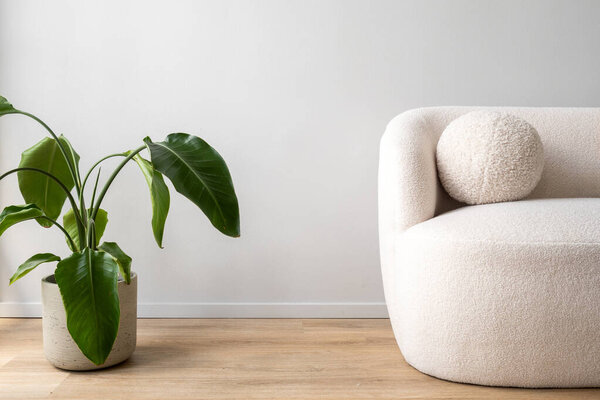 Green potted plant and couch with cushion in minimalist interior. White sofa with a fluffy pillow sits in a modern living room against white copy space on backgrounds. Armchair at cozy home