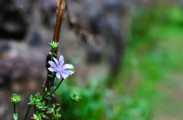 Zbliżenie Liliowy Kolorowy Cykoria Dziki Kwiat Gałąź Kilka Krople Woda — Zdjęcie stockowe