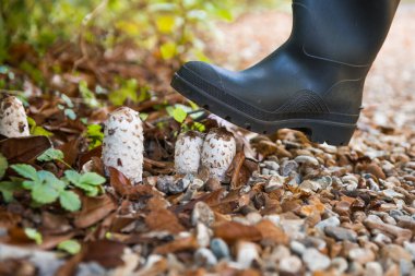 Wellingtons boots in the forest. Protect foot from rain and mad. Rubber boots stay on poison mushrooms. Gumboot Rain Boot.