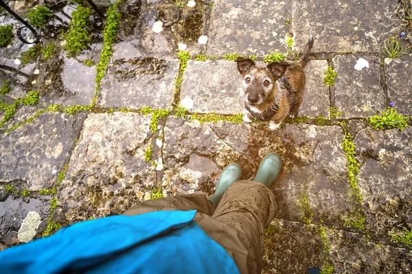 Dog and feet. Pet is asking. Top view of cute dog in the street sitting and looking above. Pets outdoors and lifestyle. Wet weather. Feet are in wellington boots.