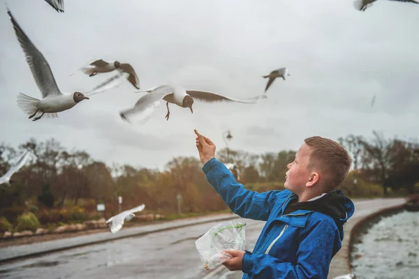 男孩在沙滩上喂海鸥 小男孩正在用他的手喂海鸥 海鸟正在接近一个孩子的手 游客在英国多塞特海滩附近的普尔公园 — 图库照片