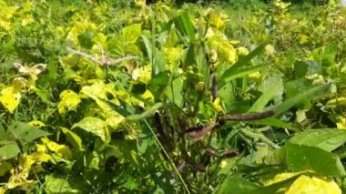 Vigna mungo plant growing in field. Its other names black gram,urad bean,mash kalai,uzhunnu parippu,ulundu paruppu,minapa pappu and Uddu. This beangrown in India and South Asia.