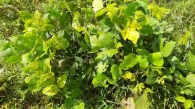 Vigna mungo plant growing in field. Its other names black gram,urad bean,mash kalai,uzhunnu parippu,ulundu paruppu,minapa pappu and Uddu. This beangrown in India and South Asia.