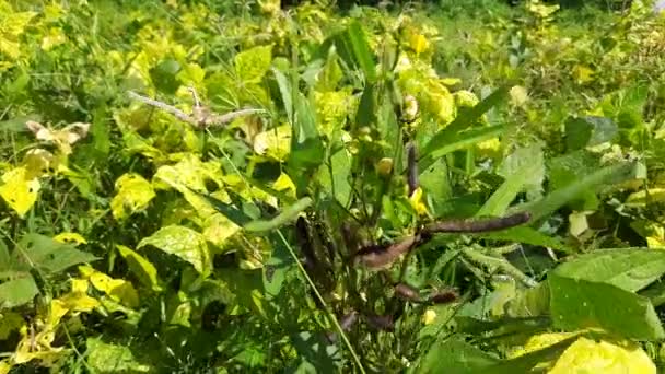 Vigna Mungo Plant Growing Field Its Other Names Black Gram — Stok video