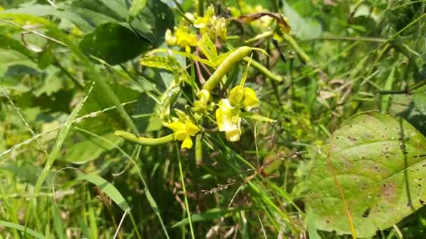 Vigna Mungo Plant Growing Field Its Other Names Black Gram — Wideo stockowe